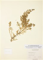 藏品(黑肉葉刺藜)的圖片